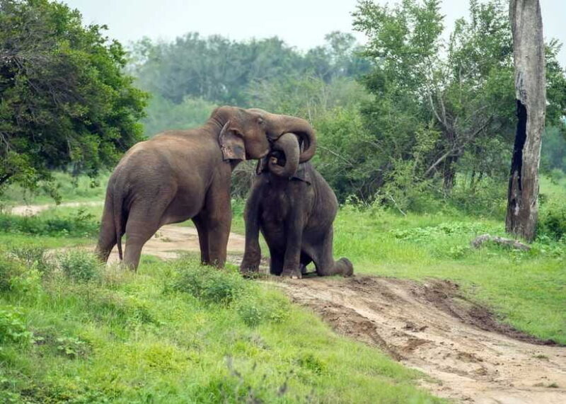 From Bentota: Elephant Transit Camp and Udawalawe Safari - An Overview of the Day’s Adventure