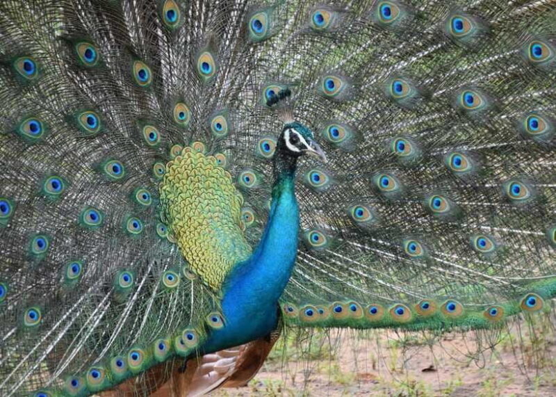 From Bentota: Elephant Transit Camp and Udawalawe Safari - The Sum Up: Is This Tour for You?