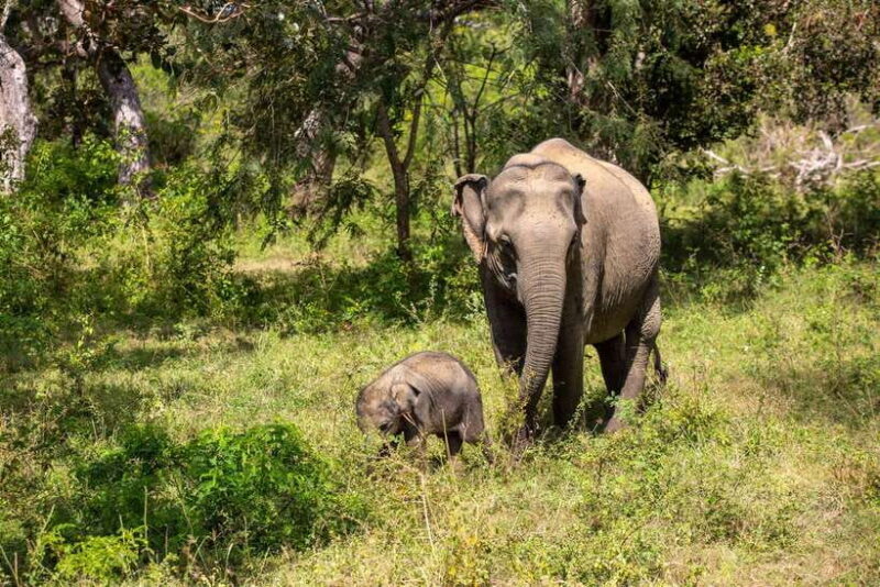 From Bentota: Elephant Transit Camp and Udawalawe Safari - The Itinerary: What to Expect