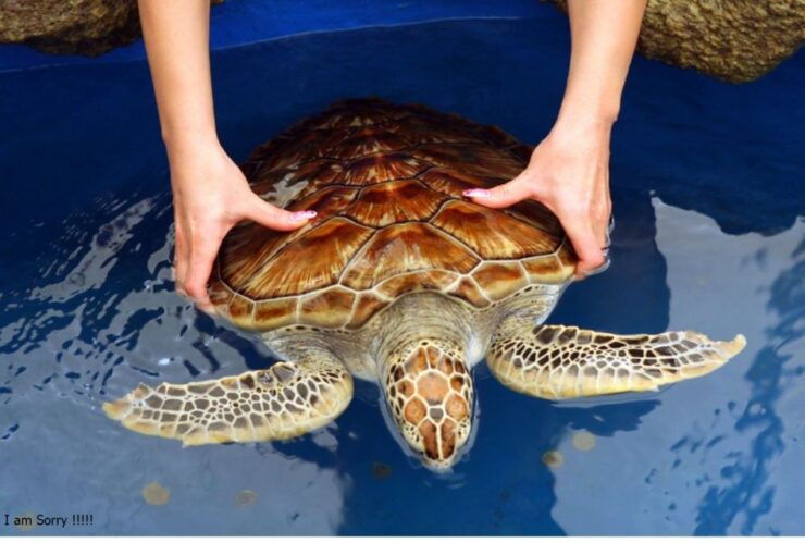 From Bentota: Galle Dutch Fort & Madu River Safari Tour - Tour Overview