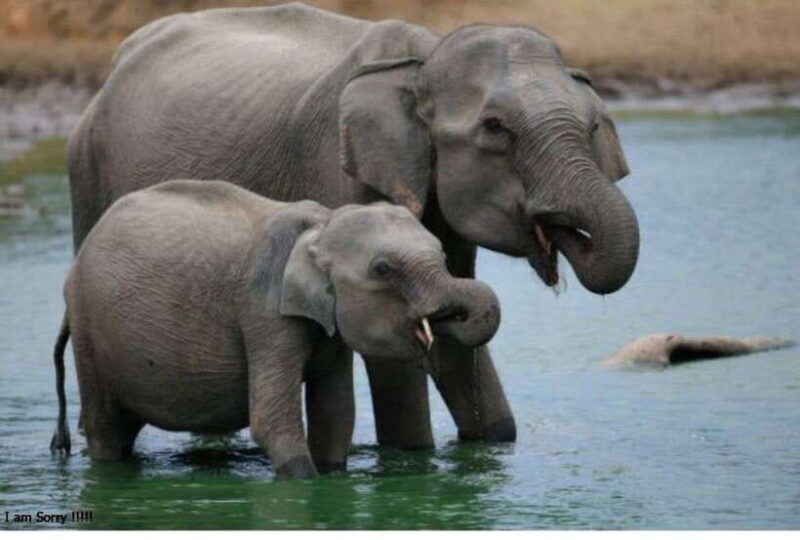 From Bentota/Kalutara: Magical Journey to Kandy & Pinnawala - Good To Know