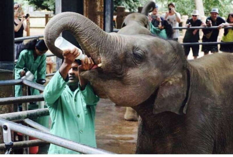 From Bentota/Kalutara: Magical Journey to Kandy & Pinnawala - Final Thoughts