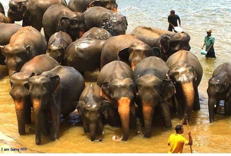 From Bentota/Kalutara: Magical Journey to Kandy & Pinnawala - The Adventure Begins: From Your Hotel to Pinnawala