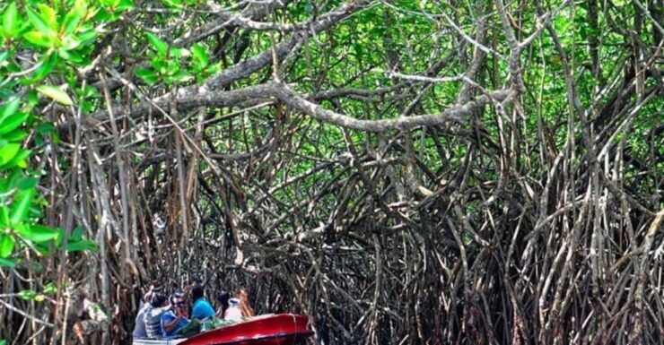 From Bentota: Madu River Safari & Turtle Hatchery Visit - Highlights of Madu Ganga