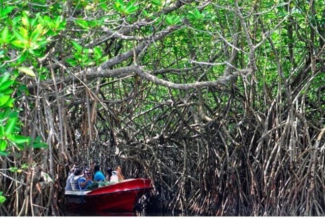 From Bentota: Madu River Safari & Turtle Hatchery Visit - Inclusions and Pricing