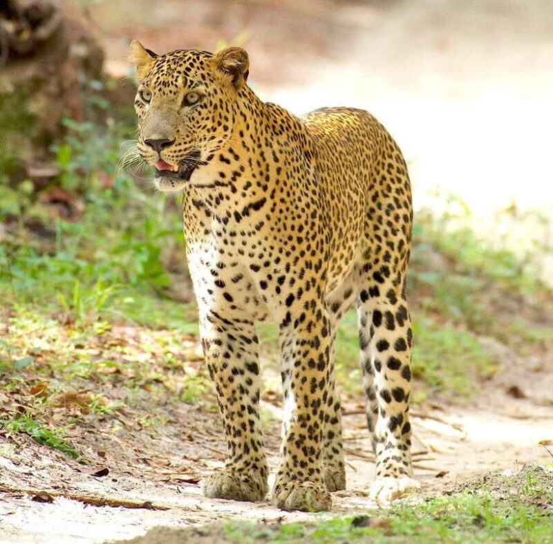 From Bentota - Yala National Park Full Day Safari Tour - Quick Introduction