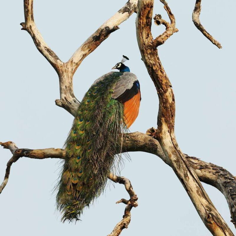 From Bentota - Yala National Park Full Day Safari Tour - Final Words