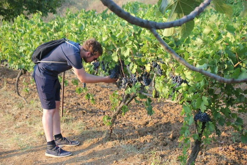 From Berat: Guided Winery Tour with Transfers and Tastings - An In-Depth Look at the Berat Winery Tour