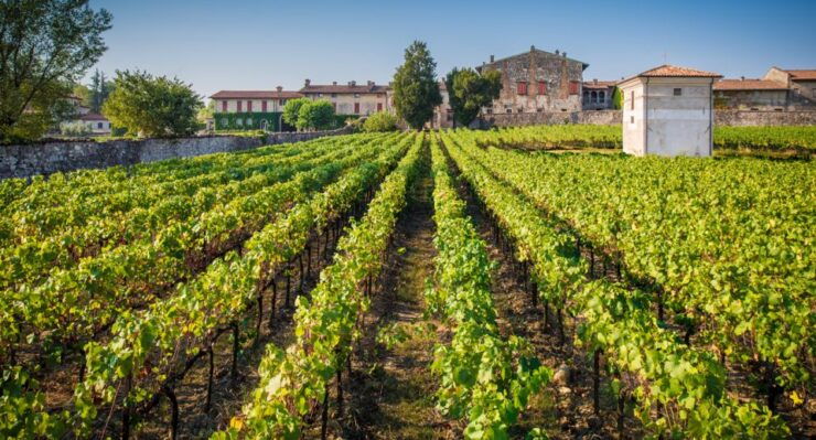 From Bergamo: Winery Tour in Franciacorta With Lunch - Activity Highlights