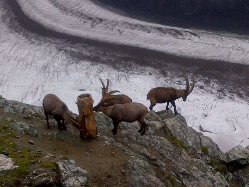 From Bern: Small Group Tour to Zermatt and Mt. Gornergrat - Good To Know