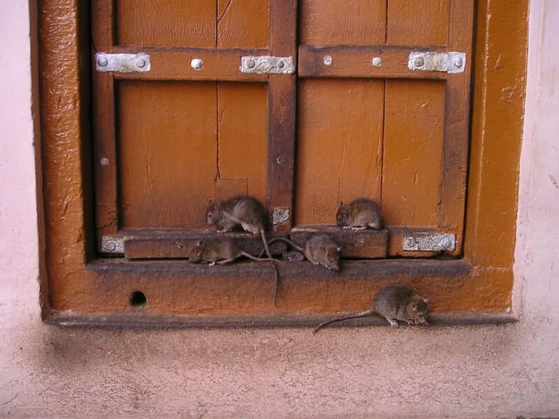 From Bikaner: Rat Temple Tour with Drop-off at Jodhpur - Good To Know
