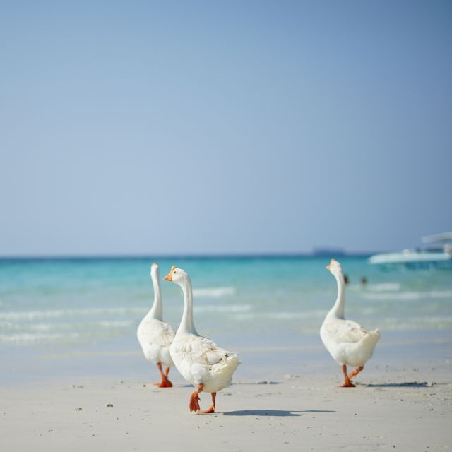 From BKK: Pattaya Island Trip With Drone Photo by Speed Boat - Activity Details and Highlights