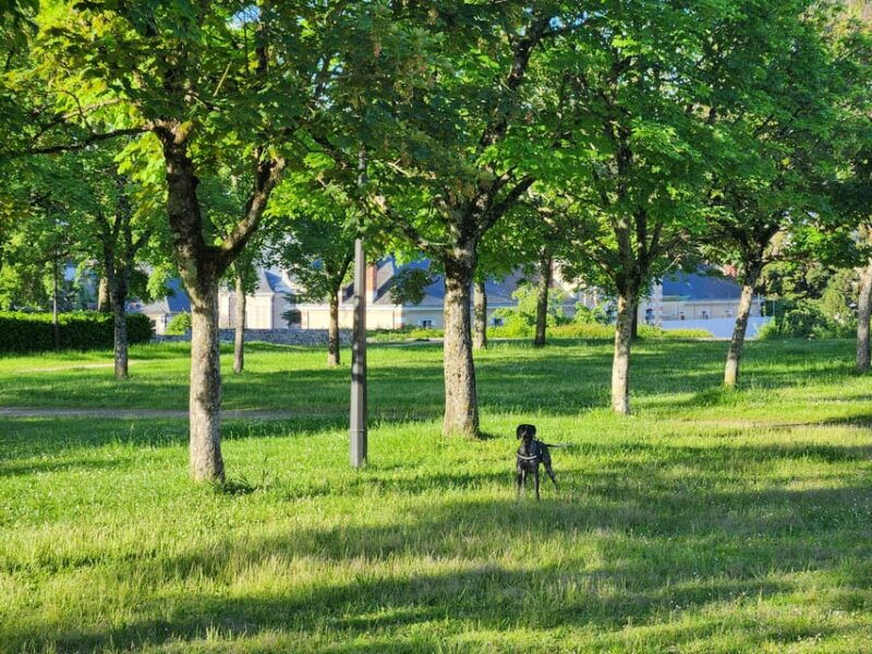 From Blois: Cycling With Canine Companions - Itinerary Details
