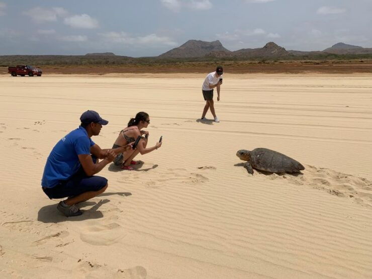From Boa Vista: Turtle Watching and Nesting Evening Tour - Customer Reviews