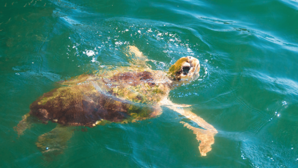 From Bodrum: Dalyan, Turtle Beach, and Mud Baths Day Trip - Frequently Asked Questions