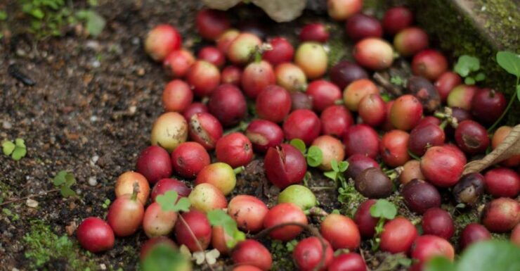 From Bogotá: Coffee Plantation Experience - Experience Highlights