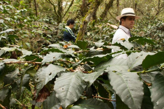 From Bogotá: Coffee Plantation Experience - Activity Inclusions