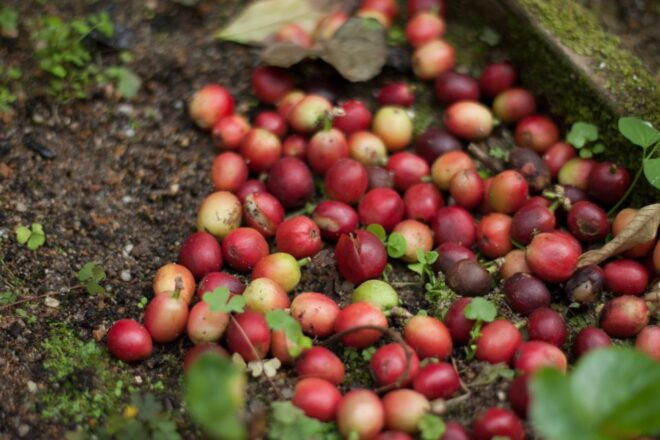From Bogotá: Coffee Plantation Experience - Travel Logistics