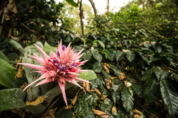 From Bogotá: Coffee Plantation Experience - The Sum Up