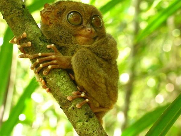 From Bohol: Full-Day Countryside Tour - Tour Itinerary and Sightseeing Stops