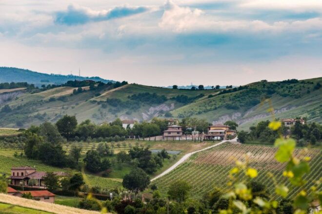 From Bologna: Wine Experience Colli Bolognesi - Customer Reviews