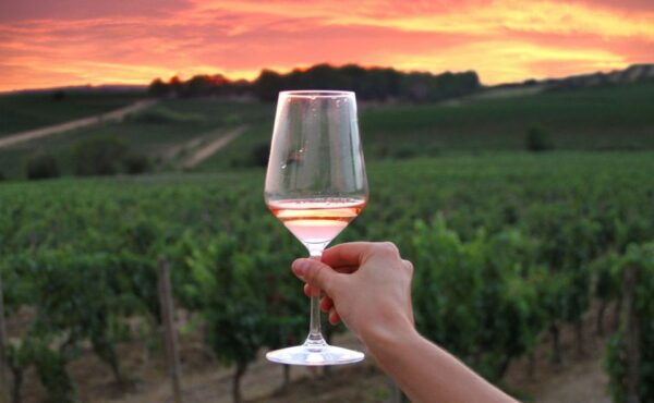 From Bologna: Wine Experience Colli Bolognesi - Price and Duration