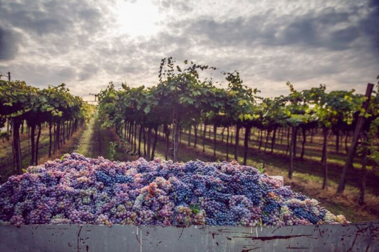 From Bologna: Wine Tasting and Vineyard Tour - Booking Details
