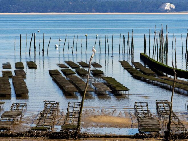 From Bordeaux: Arcachon and Pilat Dune Private Tour - Customer Reviews and Testimonials