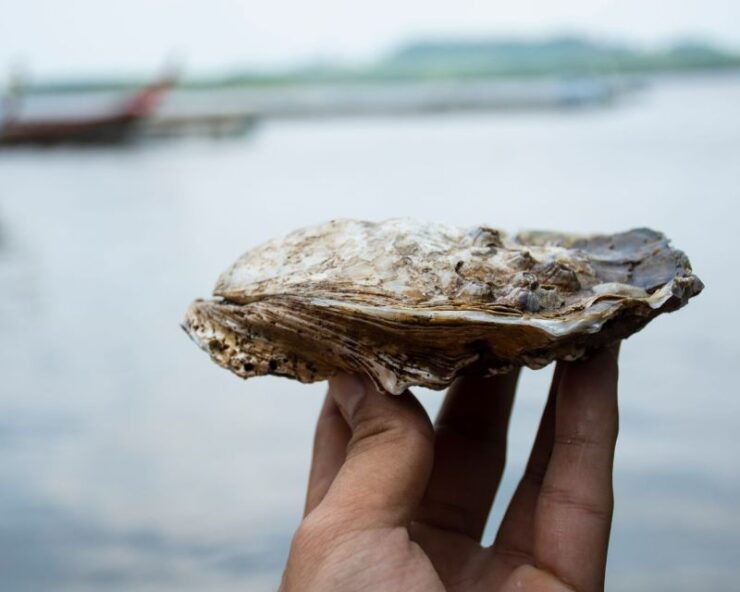 From Bordeaux: Arcachon Bay Afternoon and Seafood - Reservation Information