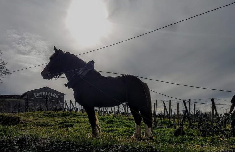 From Bordeaux: Evening Tour to Saint Emilion - What to Bring