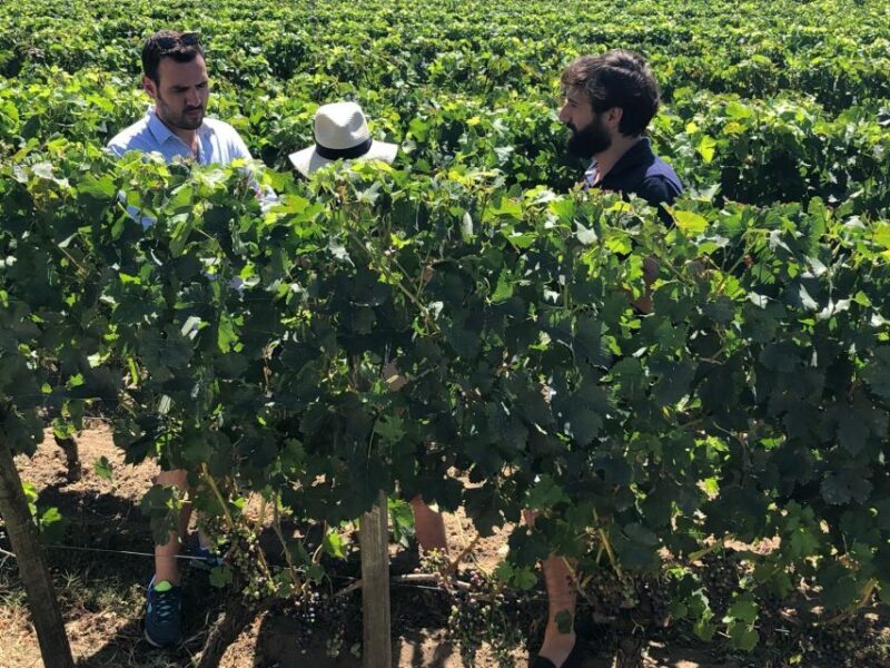 From Bordeaux: Half-Day Saint-Emilion Wine Tour - FAQ