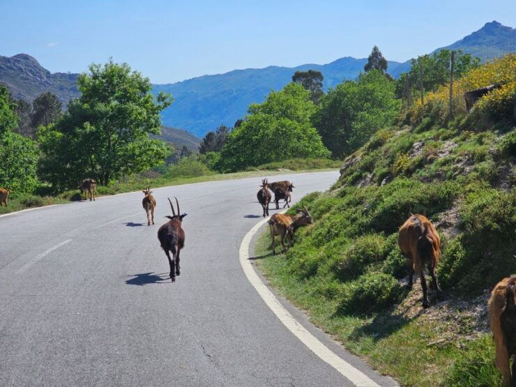From Braga: Full-Day Tour in Gerês National Park - Tour Highlights