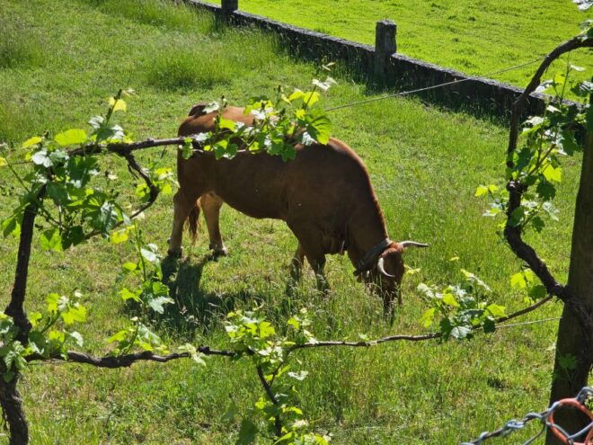From Braga: Full-Day Tour in Gerês National Park - Restrictions