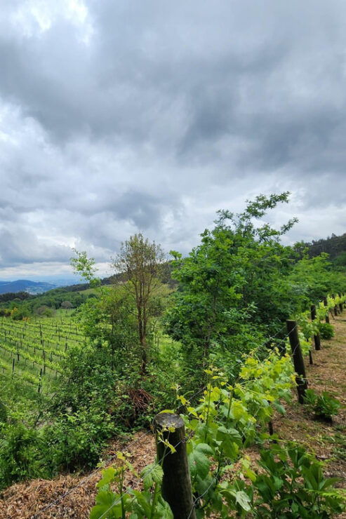 From Braga: Full-Day Tour in Guimarães & Fafe - Good To Know