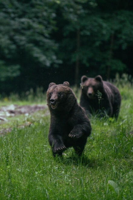 From Brasov: Brown Bear Watching in the Carpathian Mountains - Highlights of the Experience