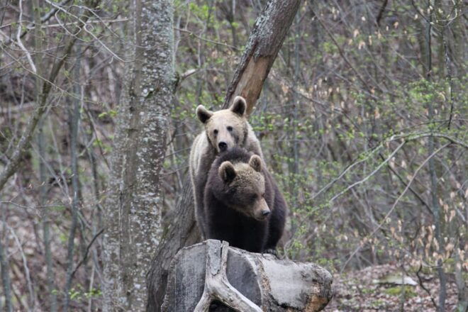 From Brasov: Brown Bear Watching in the Carpathian Mountains - Important Participant Information