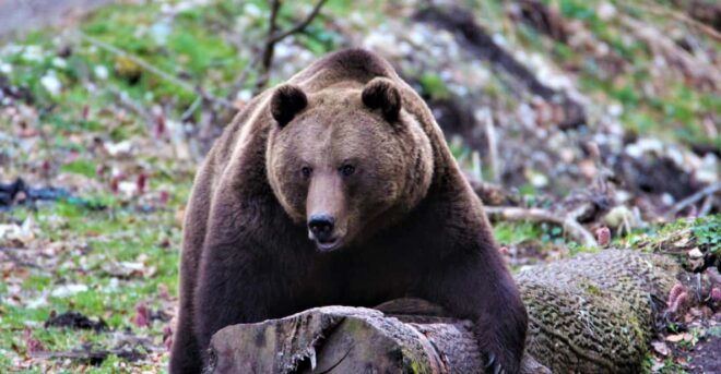 From Brasov: Brown Bear Watching in the Carpathian Mountains - Customer Ratings and Reviews