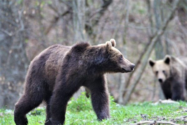 From Brasov: Brown Bear Watching in the Carpathian Mountains - Booking and Cancellation Policies