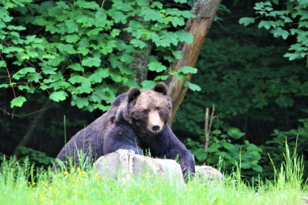 From Brasov: Brown Bear Watching in the Carpathian Mountains - Frequently Asked Questions