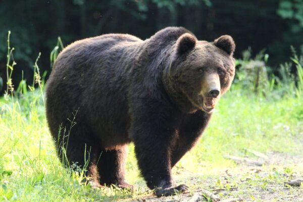 From Brasov: Brown Bear Watching in the Carpathian Mountains - The Sum Up