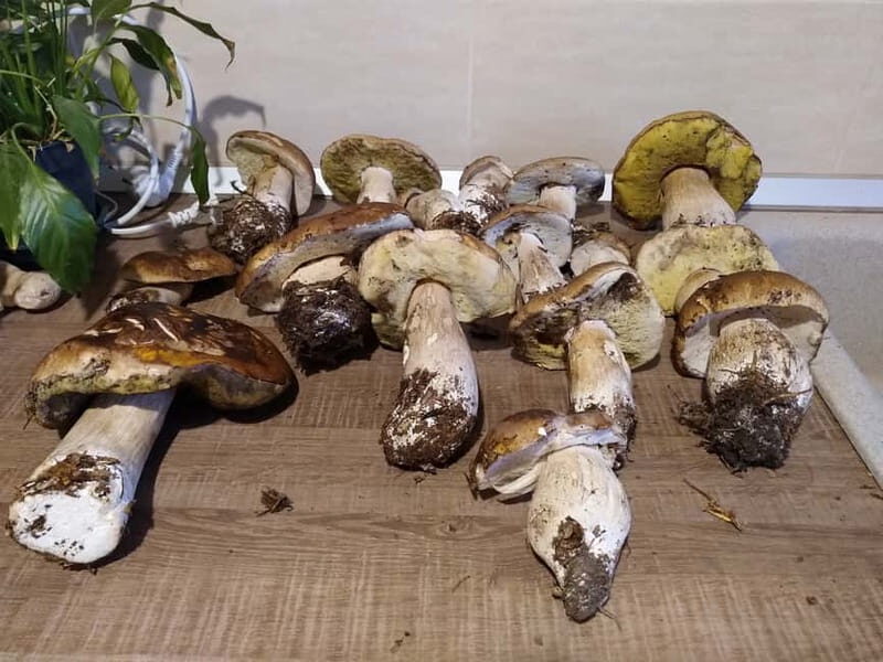 From Brasov: Half-Day Foraging Lesson - Good To Know