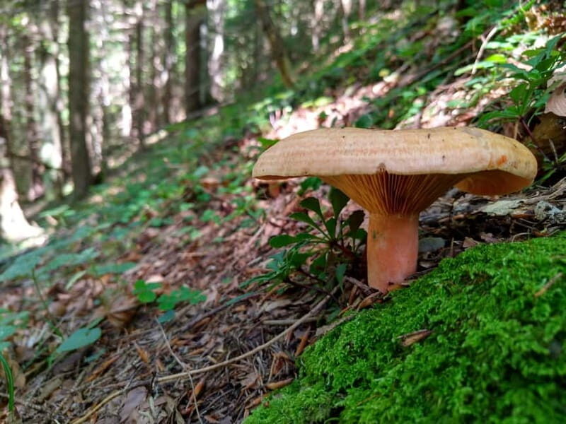 From Brasov: Half-Day Foraging Lesson - Discovering the Forest Near Brasov