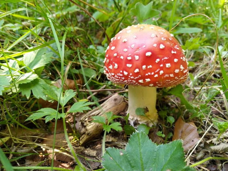 From Brasov: Half-Day Foraging Lesson - What’s Included and What’s Not