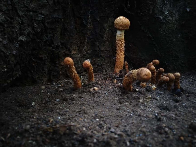 From Brasov: Half-Day Foraging Lesson - Why This Tour Offers Great Value