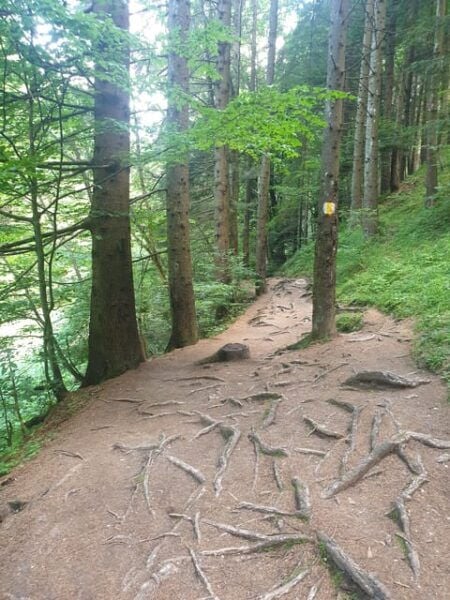 From Brasov: Hiking in Piatra Craiului National Park - Customer Feedback and Ratings