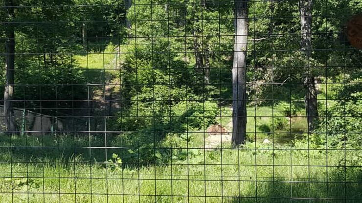 From Brasov: Libearty Bear Sanctuary Guided Tour - Itinerary Highlights