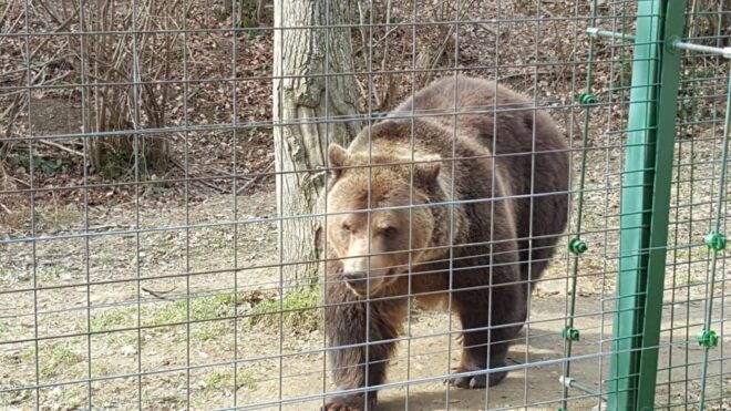From Brasov: Libearty Bear Sanctuary Guided Tour - Visitor Guidelines