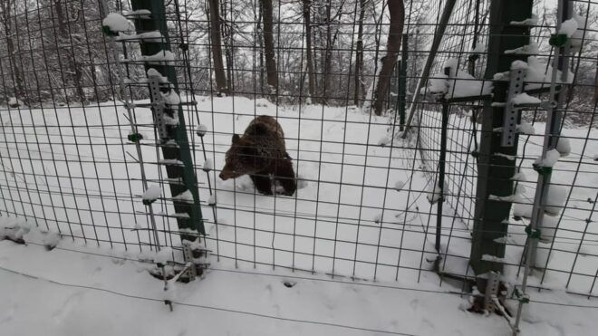 From Brasov: Libearty Bear Sanctuary Guided Tour - Customer Feedback