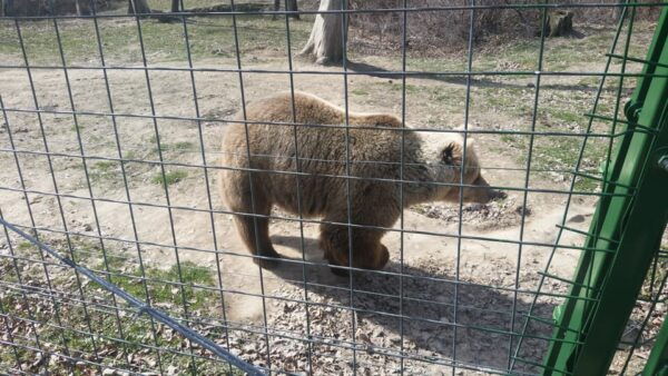 From Brasov: Libearty Bear Sanctuary Guided Tour - Booking Information