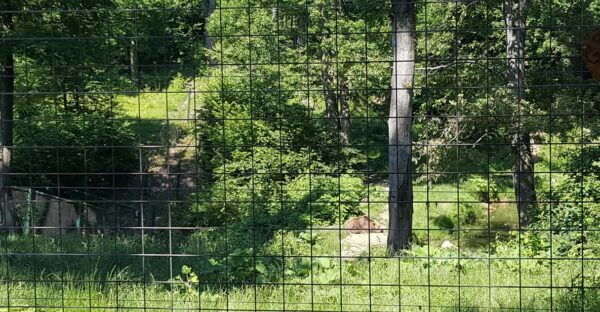 From Brasov: Libearty Bear Sanctuary Guided Tour - Sanctuary Insights